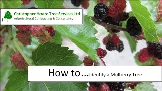 How to identify a Mulberry tree [upl. by Meng]