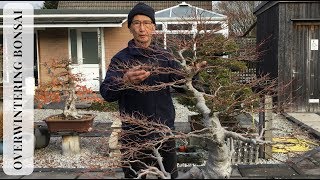 Overwintering Bonsai [upl. by Adrell219]