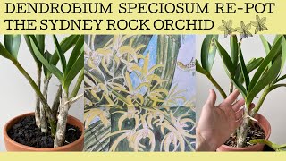 Repotting a hopefully Dendrobium Speciosum a spectacular native Australian orchid [upl. by Eugenia]