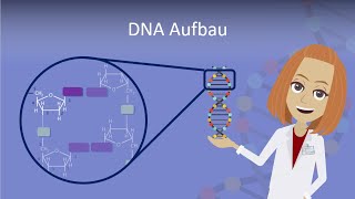 DNA Aufbau leicht erklärt [upl. by Lauralee]