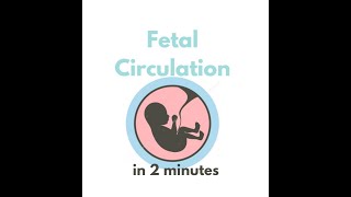 Fetal circulation in 2 mins [upl. by Bidget]