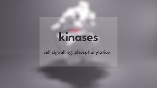 Cell signalling kinases amp phosphorylation [upl. by Assile]