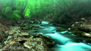 FOREST CREEK Nature Sounds  11 Hours For stress relief relaxation amp sleeping [upl. by Dyna]