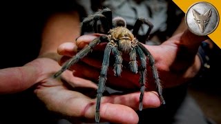 Giant Tarantula Shows Its Fangs [upl. by Jaworski]