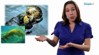 Learn Biology Keystone Species vs Indicator Species [upl. by Yniatirb]