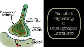 Chemical Signalling amp Post Synaptic Receptors [upl. by Anglo498]