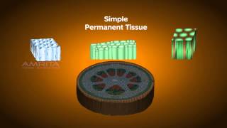 Plant Tissues  Class 9 Tutorial [upl. by Aerdnad]