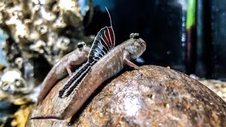 Which MUDSKIPPERS Should I CHOOSE [upl. by Bert]