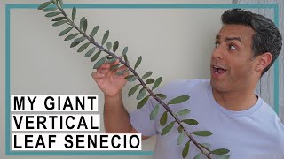 Repotting My Giant Vertical Leaf Senecio Plant Crucial Care Tips and More [upl. by Urd315]