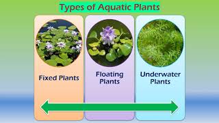 Adaptations in aquatic plants [upl. by Melina]