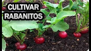 Como Cultivar Rabanitos En Recipiente Maceta O Huerto Urbano Sembrar [upl. by Oemor]