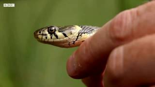 Swimming Grass Snake Natrix natrix from BBC amp Wildwood Trust [upl. by Abrams]