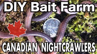 Raising Canadian Nightcrawlers At Home  DIY Dew Worm Farm [upl. by Ynnavoj]