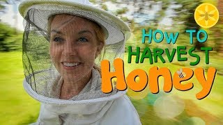 How to Harvest Honey  Beekeeping with Maddie 12 [upl. by Suirtimed]