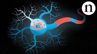 Inside ALS The neurons behind the disease [upl. by Cyler]