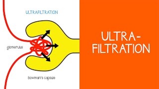 21 Renal Ultrafiltration [upl. by Giarg]