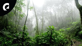 10 Hours of Nature Forest Sounds  Birds Insects Crickets 🌳🐦🦗 [upl. by Prochoras]