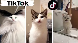 Cats being CATS  Try Not to Laugh  TIK TOK  Funny Cats Compilation TikTok [upl. by Eceinwahs]