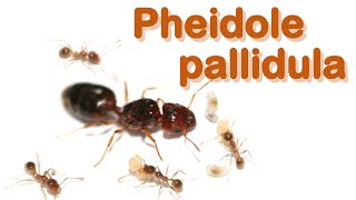 Ant care species guide 12  Pheidole pallidula [upl. by Ankeny]