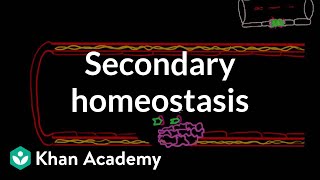 Secondary hemostasis  Advanced hematologic system physiology  Health amp Medicine  Khan Academy [upl. by Agni]