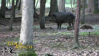 Bow Hunting  Trophy Russian Boar Hunting in PA  Tioga Ranch [upl. by Alfredo]