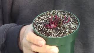 Caring for a Sarracenia Purchased in Winter [upl. by Arraik711]