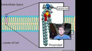 Cell Membranes [upl. by Oriole]