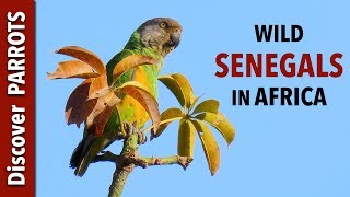 Senegal Parrots  Wild in The Gambia  Discover PARROTS [upl. by Akamahs]