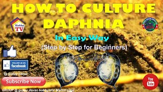 HOW TO CULTURE DAPHNIA In Easy Way [upl. by Siraval369]