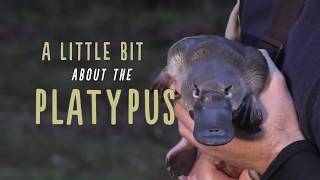 A Little Bit About Platypus [upl. by Eiramyelhsa]