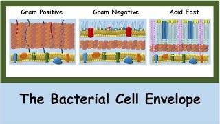 The Bacterial Cell Envelope [upl. by Steinway870]