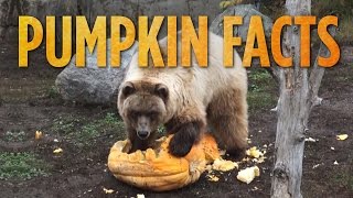 Pumpkin Facts  SKUNK BEAR [upl. by Claiborne776]