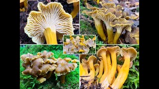 Trompetenpfifferlinge Craterellus tubaeformis [upl. by Nogaem887]