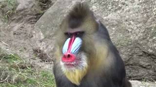 Mandrill Monkeys  Courtship and Mating  Mandrillus sphinx  Monkeys Full HD Video [upl. by Sabelle]