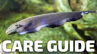 Care Guide for Black Ghost Knifefish  Aquarium CoOp [upl. by Genovera]