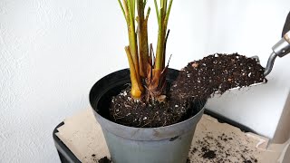 Repotting An Areca Palm [upl. by Rennie]