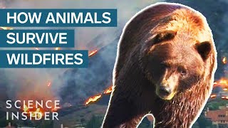 What Happens To Wild Animals During A Wildfire [upl. by Tabbitha]