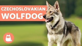 The Czechoslovakian Wolfdog  Everything You Need to Know [upl. by Miahc]