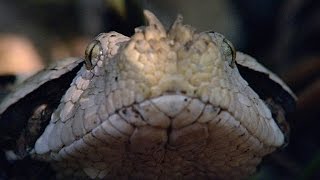 Incredible A Gaboon Viper Strikes a Bird in SloMo [upl. by Occor37]