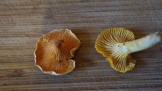 Chanterelle vs False Chanterelle [upl. by Ehrsam]