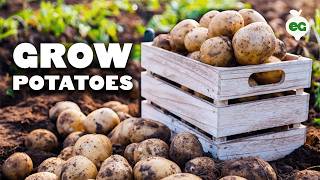 How to Grow EASY Potatoes From Seed to Harvest 🥔 [upl. by Aicilif]