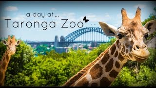 Taronga Zoo Sydney Australia [upl. by Lilaj339]