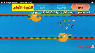 تفاعل البلمرة المتسلسل PCR [upl. by Suollecram]