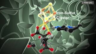 How Enzymes Work from PDB101 [upl. by Larson]