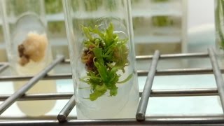 Plant Tissue Culture in 3 minutes [upl. by Almena]