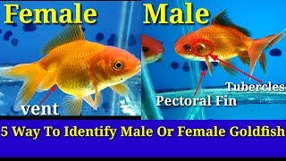 5 Way To Identify Male Or Female Goldfish [upl. by Ardisj]