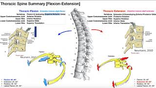 REUPLOAD Rib Movements  Coupled with Thoracic Flexion amp Extension [upl. by Sulienroc]