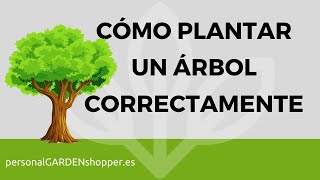 CÓMO PLANTAR UN ÁRBOL CORRECTAMENTE [upl. by Ellehsat882]