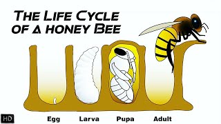 The Life Cycle of a Honey Bee  The First 21 Days of Honey Bees Life [upl. by Alram]