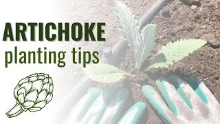 How to Plant Artichokes for Beginners Tips and Common Mistakes [upl. by Llereg]